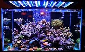 aquarium lighting