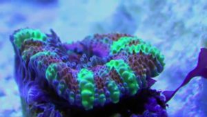 photographing aquatic