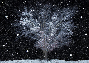 snow falling with tree